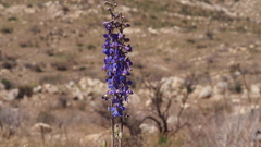 Delphinium parishii subglobosum