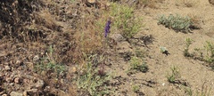 Delphinium parishii subglobosum