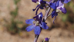 Delphinium parishii subglobosum