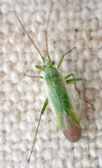 Orthotylinae