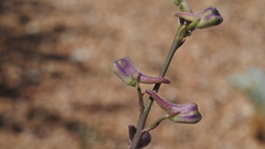 Delphinium parishii subglobosum
