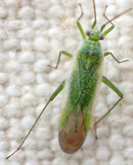 Orthotylinae