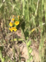 Amsinckia lycopsoides