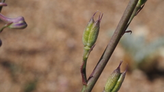 Delphinium parishii subglobosum