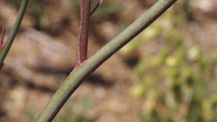 Delphinium parishii subglobosum