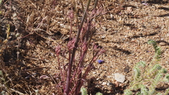 Delphinium parishii subglobosum
