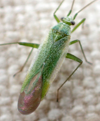 Orthotylinae