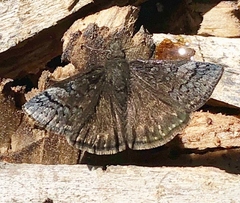 Erynnis brizo