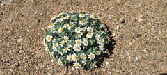 Eriophyllum wallacei rubellum