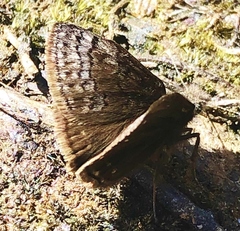 Erynnis brizo