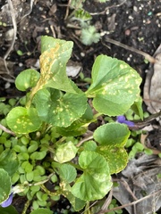 Puccinia violae