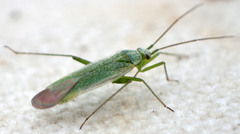 Orthotylinae
