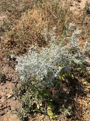 Tetradymia comosa