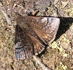 Erynnis brizo