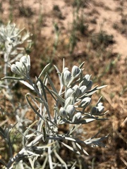 Tetradymia comosa