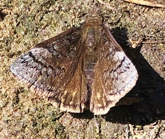 Erynnis brizo