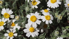 Eriophyllum wallacei rubellum