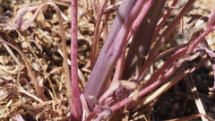 Delphinium parishii subglobosum