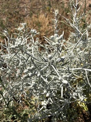 Tetradymia comosa
