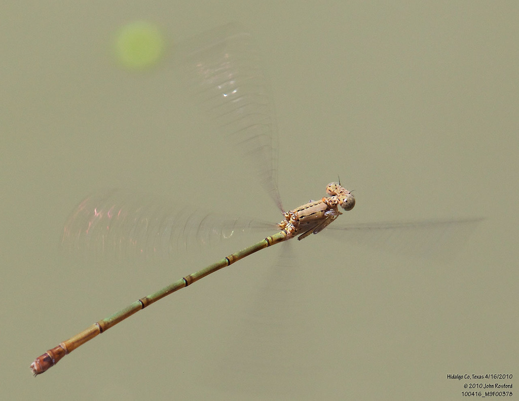 Amelia's Threadtail
