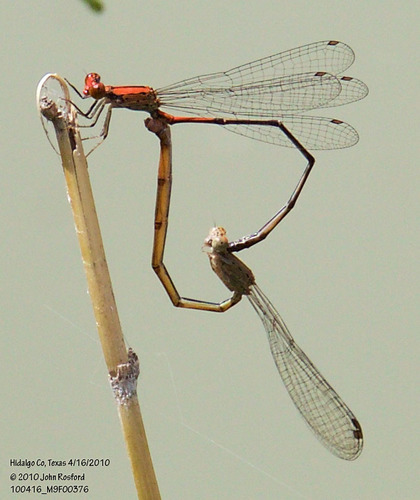 Amelia's Threadtail photo 3