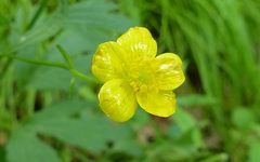Ranunculus multifidus