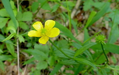 Ranunculus multifidus