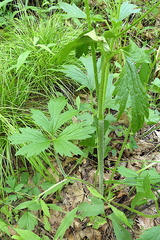 Ranunculus multifidus