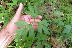 Ranunculus multifidus