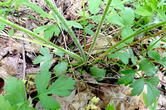 Ranunculus multifidus