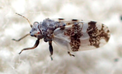 Euglyptoneura robusta