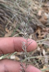 Muhlenbergia montana