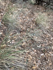 Muhlenbergia montana