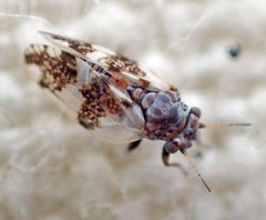 Euglyptoneura robusta