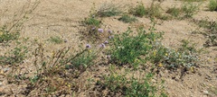 Gilia capitata abrotanifolia