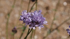 Gilia capitata abrotanifolia