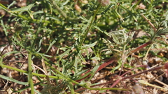 Gilia capitata abrotanifolia