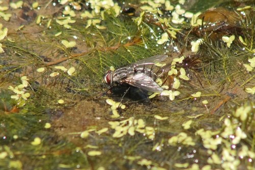 iNaturalist observation photo of Bot Flies, Blow Flies, and Allies