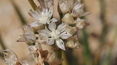 Allium marvinii
