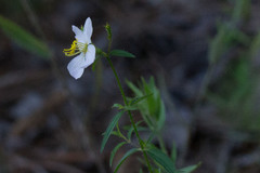Rhexia mariana mariana