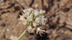 Allium marvinii