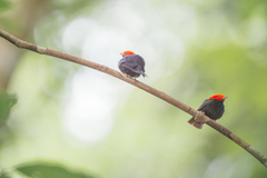 Ceratopipra rubrocapilla