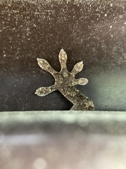 Gekko japonicus