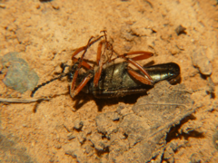 Lytta aenea