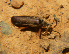 Lytta aenea