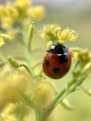 Coccinella septempunctata