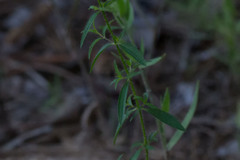 Rhexia mariana mariana