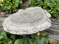 Ganoderma