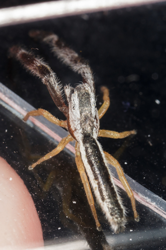 Pike Slender Jumper photo 2