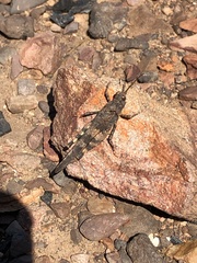 Trimerotropis fontana